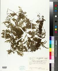 Image result for Selaginella lewalleana