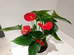Pin On Flowers