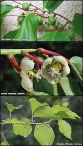 Image result for Actinidiaceae