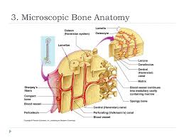 Students, teachers and rockstars alike all come here to create and learn. Human Anatomy And Physiology Honors Unit 5 Chapter 5 Ppt Download