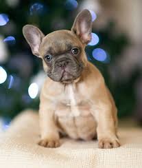 Contact french bulldog puppies for sale on messenger. Where To Buy A French Bulldog Puppy In New York Frenchie World