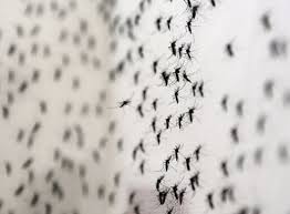 Cabe destacar que ninguno de los mosquitos de esta nueva invasión es el aedes aegypti, transmisor de dengue, zika o fiebre chikungunya. Las Lluvias Trajeron Una Invasion De Mosquitos 29 04 2017 El Pais Uruguay