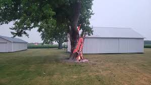 Lightning can do some crazy things': Tree burns from inside after lightning strike in Ohio | Fox Weather