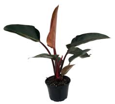 This is a hybrid philodendron and is relatively new on the market. Rojo Congo Philodendron Easy To Grow 6 Pot Walmart Com Walmart Com