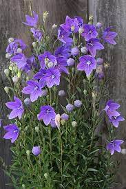 Platycodon Grandiflorus Purple Flowers Balloon Flowers Flower Garden