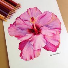 Some drawings are very detailed and realistic,. 456 Likes 7 Comments Art Featuring Page Zbynekkysela On Instagram Repost From Kyungr Realistic Flower Drawing Flower Drawing Color Pencil Art