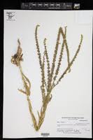 Image result for Rumex lanceolatus