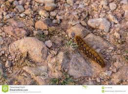 Caterpillar Stock Image Image Of Canker Vulnerable 124183793