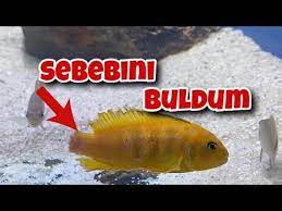 akvaryumda portakal ciklet teror estiriyor akvaryum baliklari akvaryum balik beta baligi