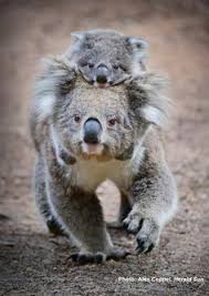 Koalas Cute Animals Animals Beautiful Cute Baby Animals