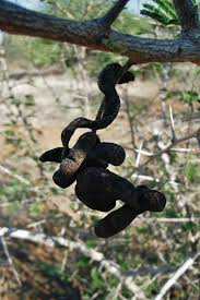 Image result for Dichrostachys