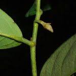 Image result for Annickia