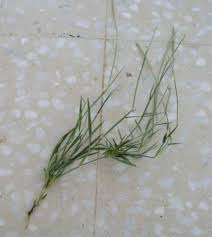 Image result for Sporobolus spicatus