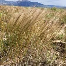 Image result for Macrotyloma ellipticum