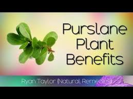 10 amazing benefits of purslanesome of the health benefits of purslane include its ability to help lose weight, boost heart health, help in the proper develo. Pin On Stuff To Buy