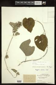 Image result for Astripomoea grantii