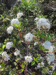 Image result for Pavetta uniflora