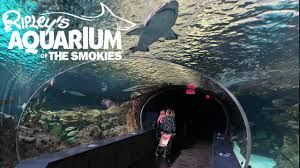 Maybe you would like to learn more about one of these? Wonders Of Wildlife Aquarium Museum Tour Review With The Legend Youtube