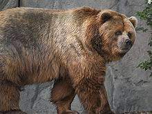 Afognak is an island in the kodiak archipelago 5 km north of kodiak island in the u.s. Kodiak Bear Wikipedia