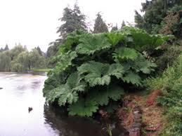 Image result for Gunnera