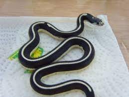 7 Best Pet Snake For Beginners Pet Snake California King Snake Snake Breeds