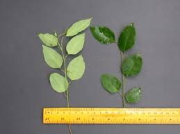 Image result for Maprounea