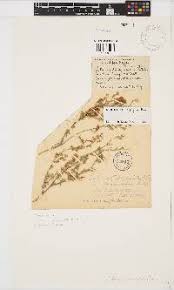 Image result for Pearsonia mesopontica