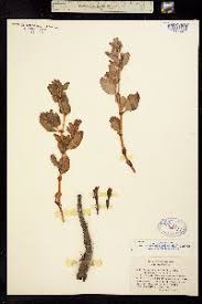 Image result for Afrobrunnichia erecta