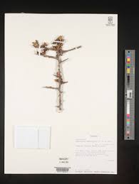 Image result for Commiphora mombassensis