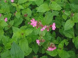 Image result for Silene burchellii