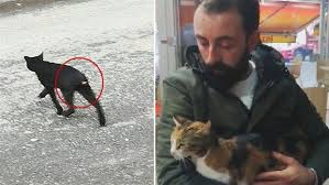 Sultangazi De Kedilerin Kuyruklari Kesiliyor