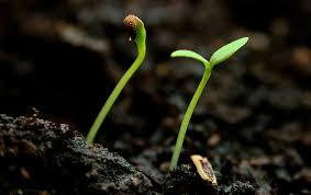 Specially formulated using fine grade canadian peat moss, they are ph balanced and maintain the beneficial properties of this natural source material. 5 Best Seed Starting Mixes For Explosive Plant Growth