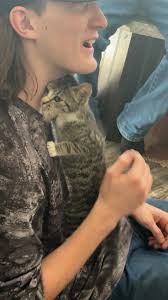 Baby kitten at rangerville park