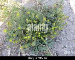 Image result for Vahlia capensis