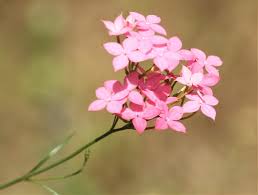 Image result for Cordylostigma longifolium