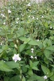 Cocok buat peternakan yang ingin efisiensi dalam kelebihan penggunaan mesin ini akan mempermudah pemberian makan pada ternak, selain itu juga dapat mempercepat proses fermentasi pada pakan. Rumput Israel Rumput Yang Boleh Informasi Pertanian ÙÙŠØ³Ø¨ÙˆÙƒ
