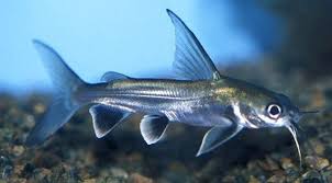 Shark Cat Fish Sagar Fish Aquarium Aquariumfreshwaterfishpictures Aquarium Fish Tropical Fish Aquarium Shark Fishing