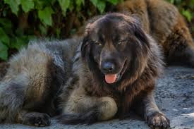Dogs are amazing companions and great pets. 20 Strongest Dog Breeds In The World