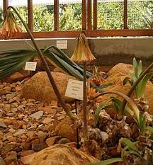 Image result for Cyrtanthus rhodesianus