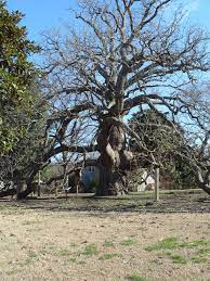 Second Largest Cucumber Tree In The World At Violet Bank Museum In Colonial Heights Virginia It Is Winter So Tree Devoid O Farm Plans Colonial Heights Tree