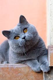 Choosing a good quality cat food and avoiding extra treats can help prevent the cat from getting too chunky. British Shorthair Wallpapers Wallpaper Cave
