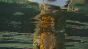 Ukcutegirl Having a snorkel a round the pool like a mermaid ha ha xxx  onlyfans porn