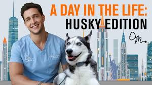 Find medical & recreational marijuana dispensaries, brands, deliveries, deals & doctors near you. Dogs Doctor Near Me Off 59 Www Usushimd Com