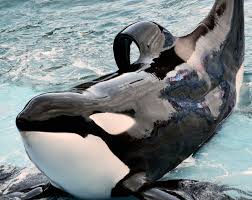 Kshamenk | Killer Whale Wiki | Fandom