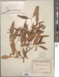 Image result for Searsia acuminatissima