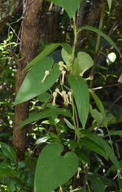 Image result for Riocreuxia