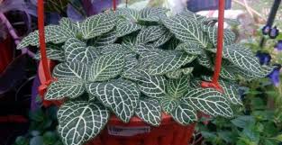 Semua tanaman hias bisa dikatakan memiliki keunikan tersendiri mulai dari bunga, daun, batang, bahkan pepagannya. Tanaman Hias Bunga Fittonia Yang Harga Jualnya Sangat Mahal