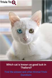 Show answer how many kittens are in a litter? Which Cat Is Known As Good Luck In Thailand In 2021 Cats Trivia Quiz Questions Animals
