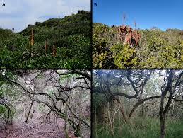 Image result for Behnia reticulata