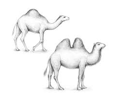 The back of the hind leg will line up with the camel's back you drew earlier. How To Draw A Camel